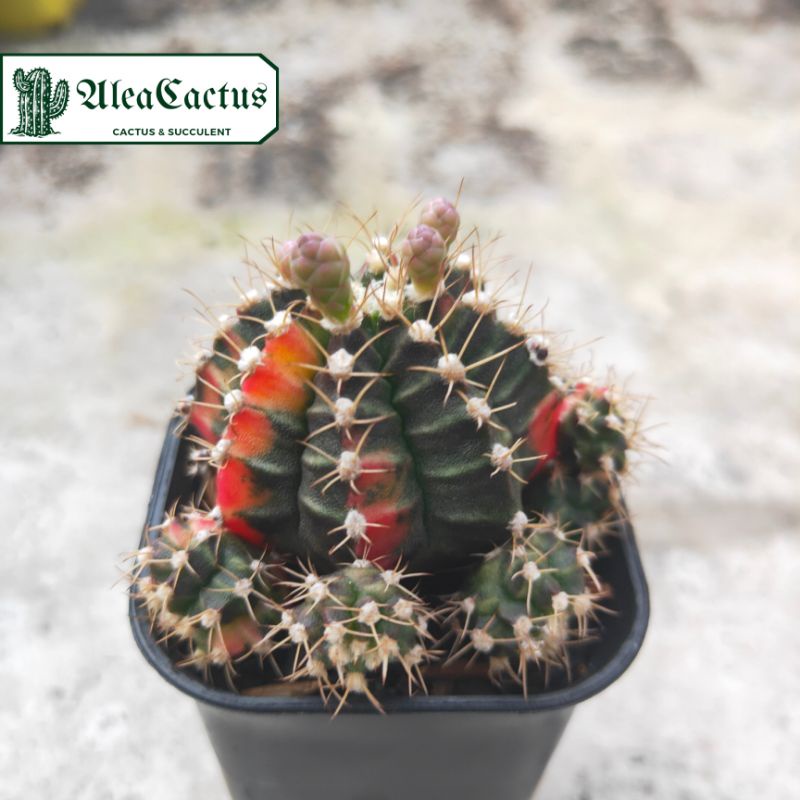 KAKTUS SUKULEN gymno tricolor ownroot