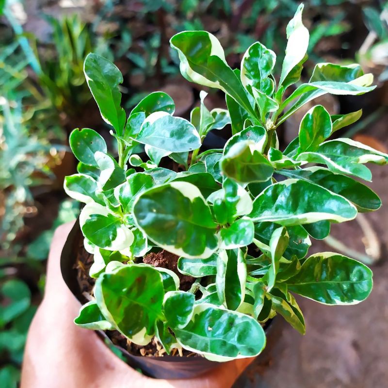 Tanaman Hias Krokot Putih/Tanaman Krokot varigata Pohon Krokot Putih