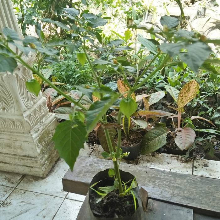 Bibit Tanaman Ciplukan Bibit Buah Ciplukan Cecenet Bibit Buah Cecenet