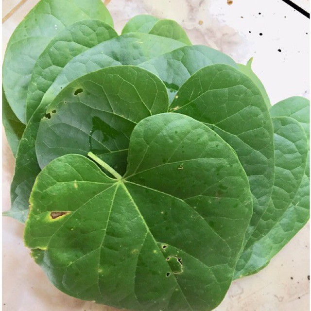 

daun brotowali patrawali 30 lembar