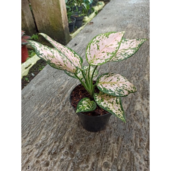 Aglonema Pink Yulia