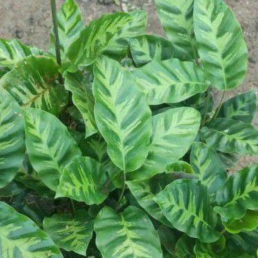 Tanaman Hias Aglaonema Silver | Aglaonema Sri rejeki