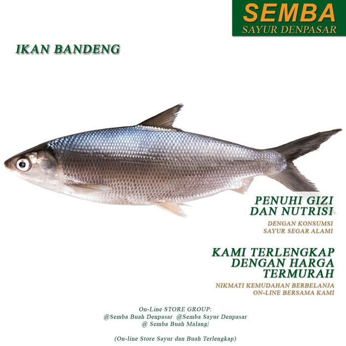 

IKAN BANDENG 1KG seafood DENPASAR BALI sembako bumbu dapur lauk food bahan makanan murah fresh