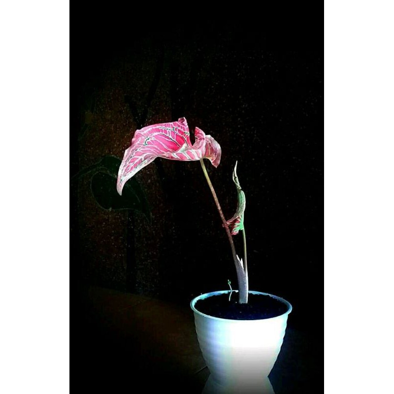 keladi wayang /wayang pink
