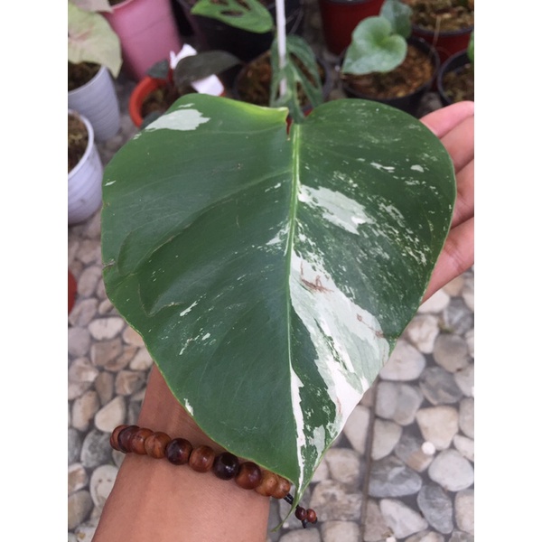 Termurah Monstera Varigata/monstera varigata murah
