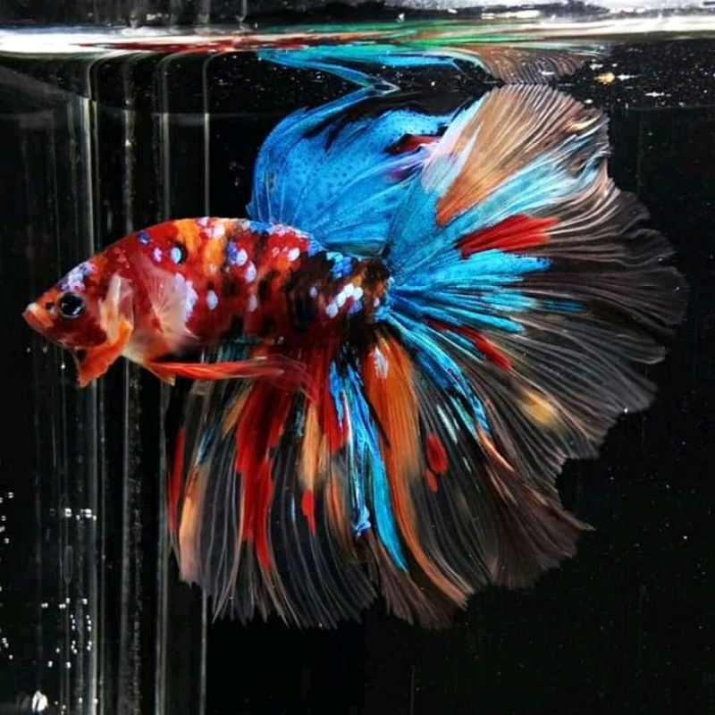  Ikan  cupang  halfmoon koi  halfmoon fancy  kualitas tinggi 