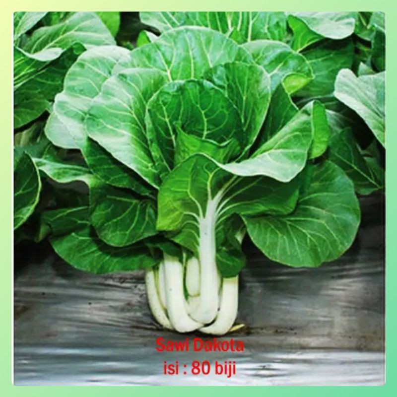 50 Benih Sawi Dakota / Sawi Batang Putih