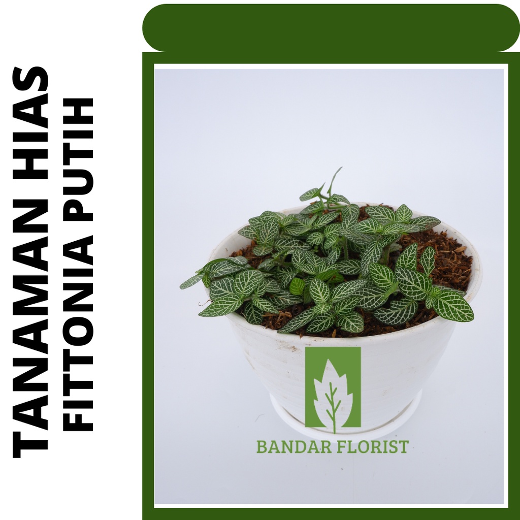 tanaman hias fittonia putih - tanaman hias - tanaman hidup