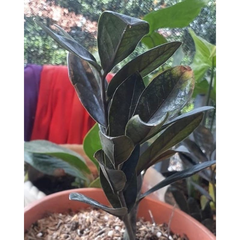 Zamia raven black hitam