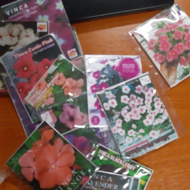 Vinca Tegak Lavender - 12 Biji