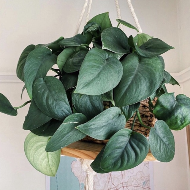 SCINDAPSUS JADE SATIN