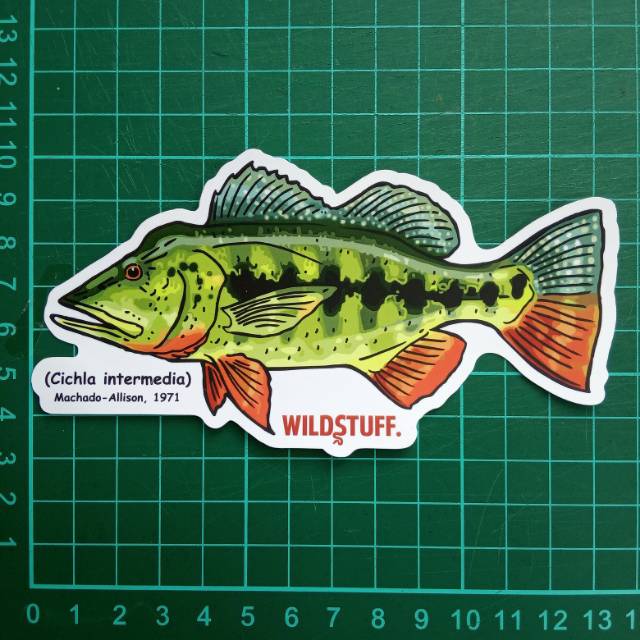 Sticker Wildstuff - peacock bass pbass Cichla intermedia