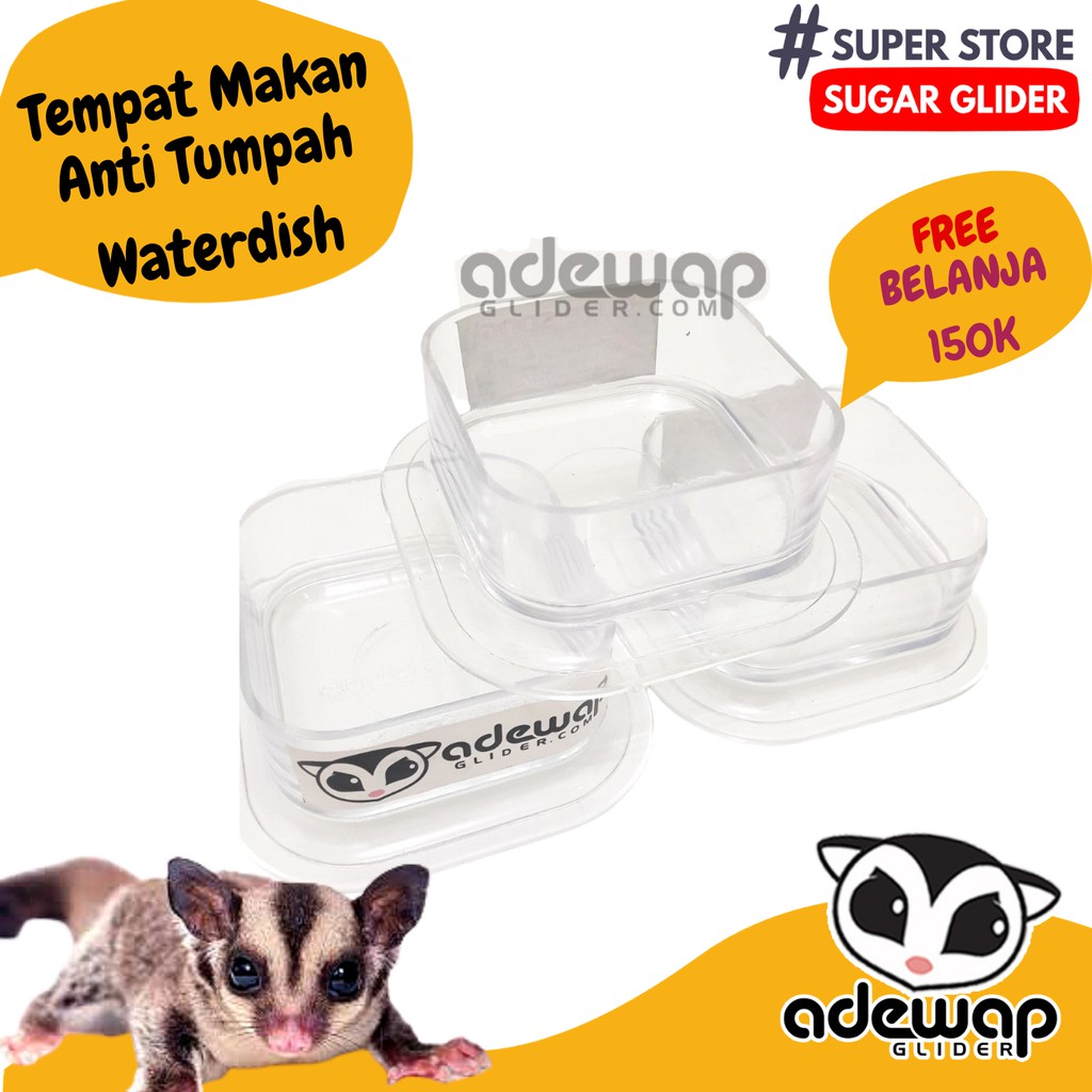 ADEWAP GLIDER Tempat Makan Bening Sugar Glider