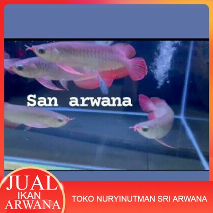 Promo Murah ikan arwana sr arwana super red Lengkap Sertifikat &amp; Chip