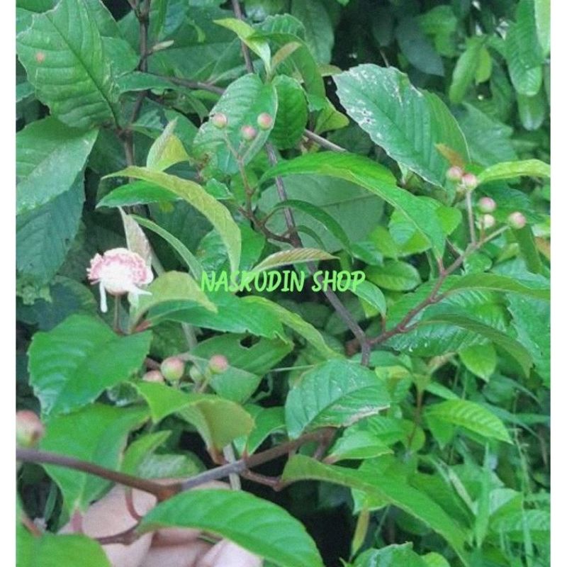 

[Fresh] DAUN MAMPELAS SEGAR 100 LEMBAR LANGSUNG PETIK DAUN HAMPELAS ALAMI DAUN AMPELAS ALAMI