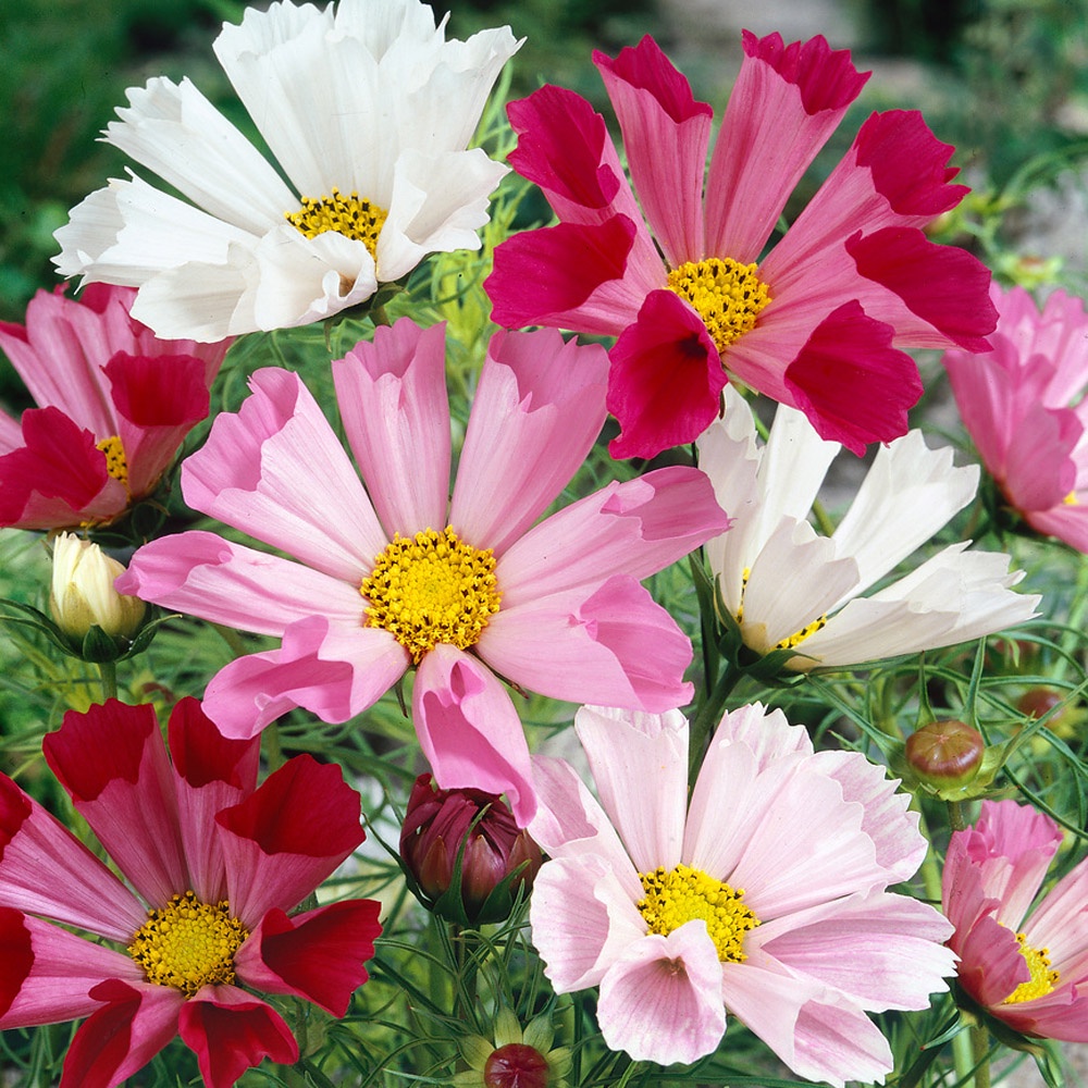 Benih Bibit Biji - Bunga Cosmos Seashells Mix Flower Seeds - IMPORT