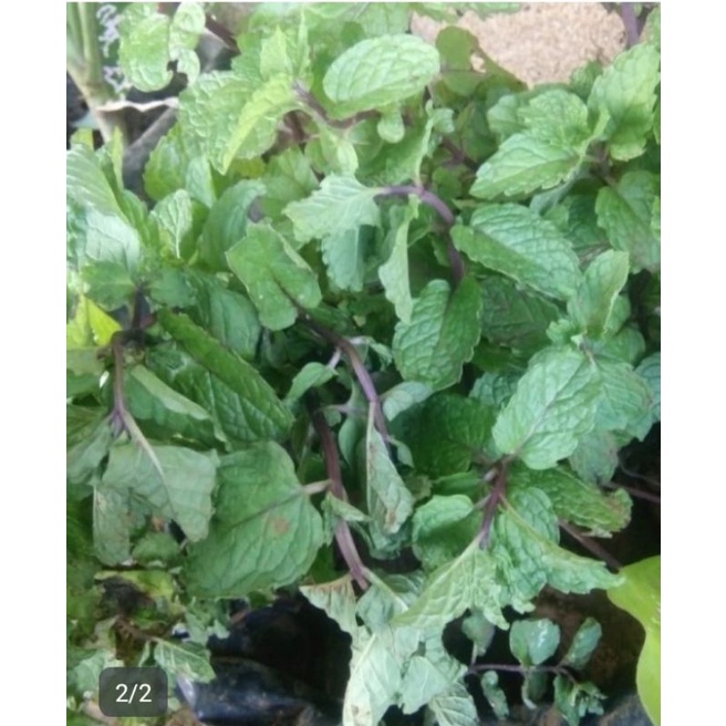 

daun mint/papermin 500 gr