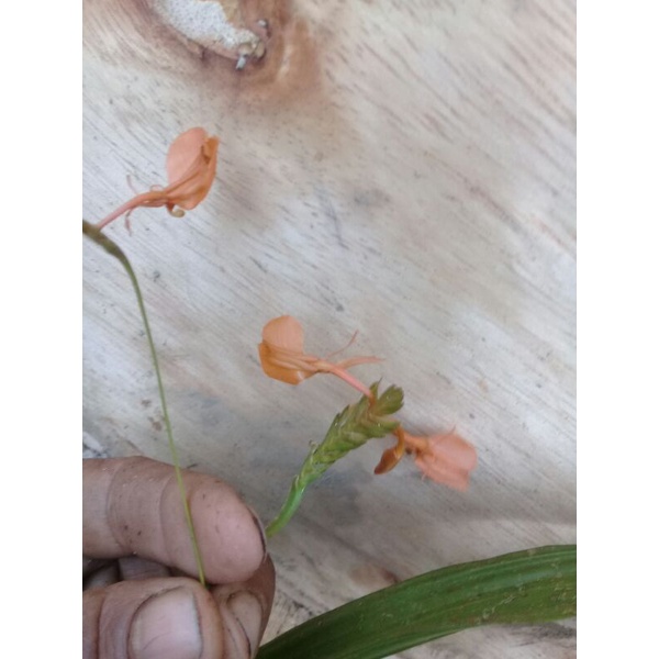 anggrek species liparis