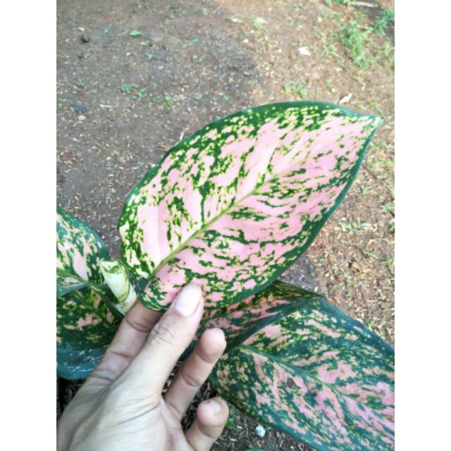 TERLARIS RUBY KIRANA ( Tanaman hias aglaonema / aglonema Chiangmay ruby ) SIAP LANGSUNG TERBANG.