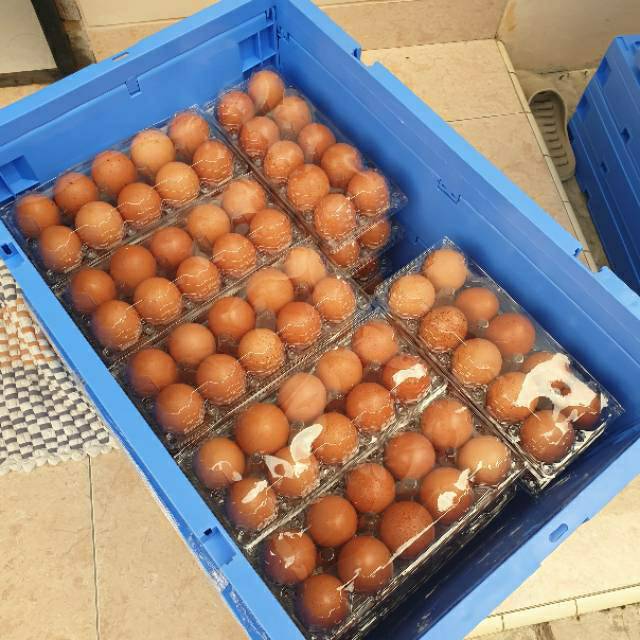 

Telur Ayam Omega-3