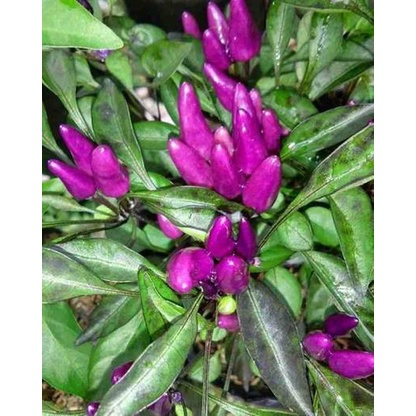 Bibit Benih Cabe Ungu (2 Butir)