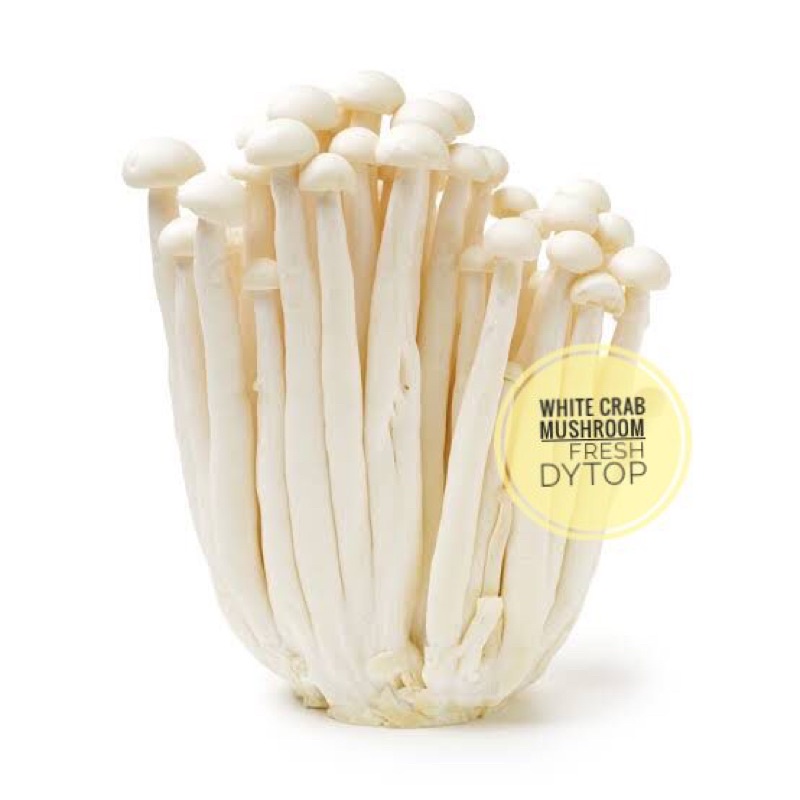 

Jamur Salju White Crab Mushroom Import Fresh Segar - Pack