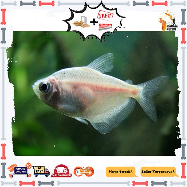 IKAN ALBINO TETRA 5 EKOR