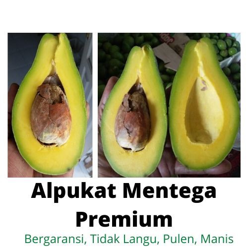 

Alpukat Mentega Super Premium