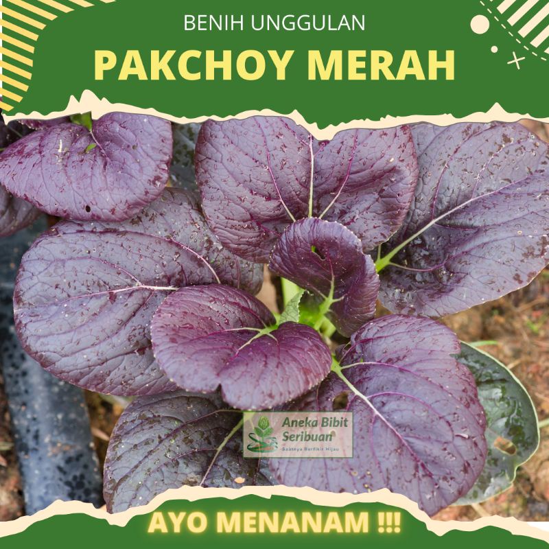 10 biji - benih pakchoy merah benih pakcoy ungu