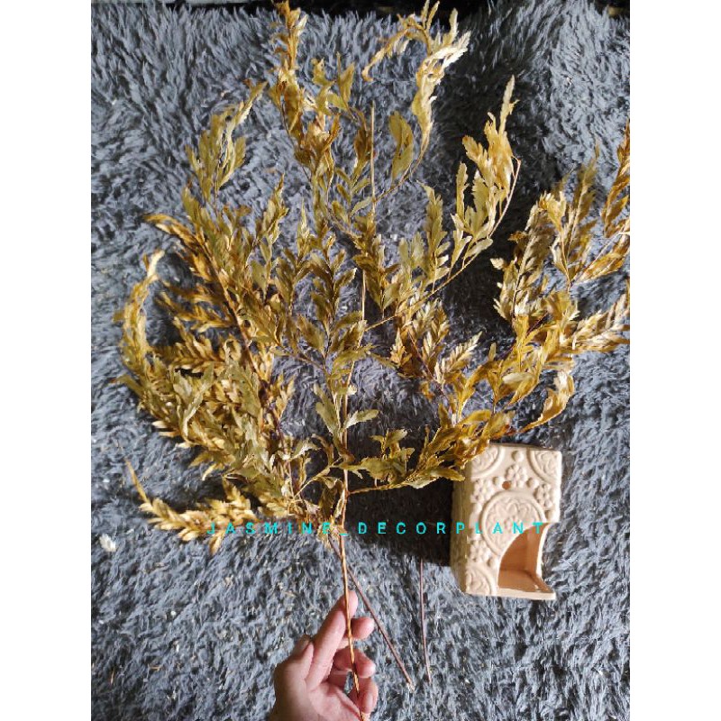 Daun pakis kering/bunga kering/Dekorasi