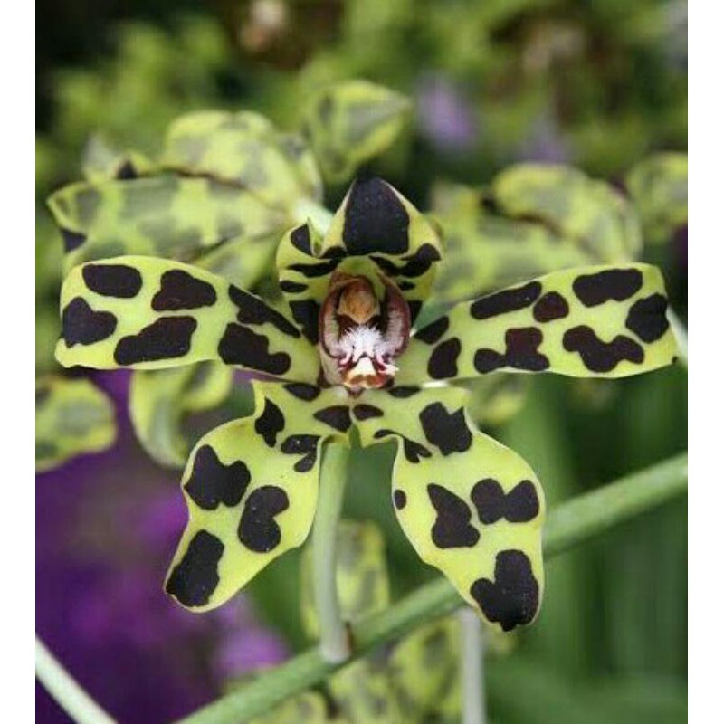 grammatophyllum measuresianum