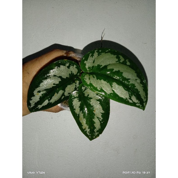 scindapsus argerius sp Borneo perbatang ada bonus