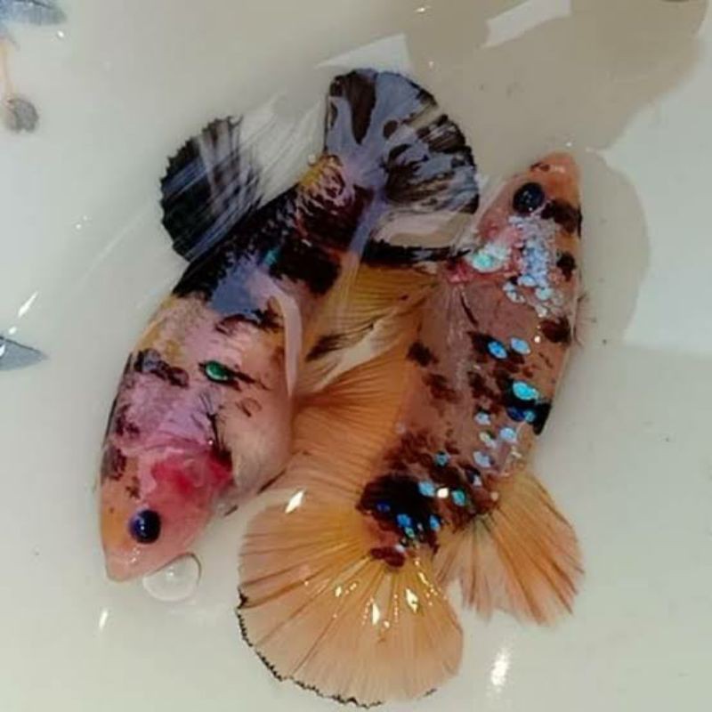 IKAN CUPANG BAHAN CELLO LINE KOI,MULTI DAN NEMO