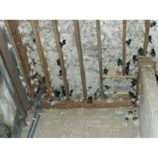 [JUAL REKAMAN SUARA BURUNG WALET] YG SUDAH TERBUKTI NARIK KOLONI WALET