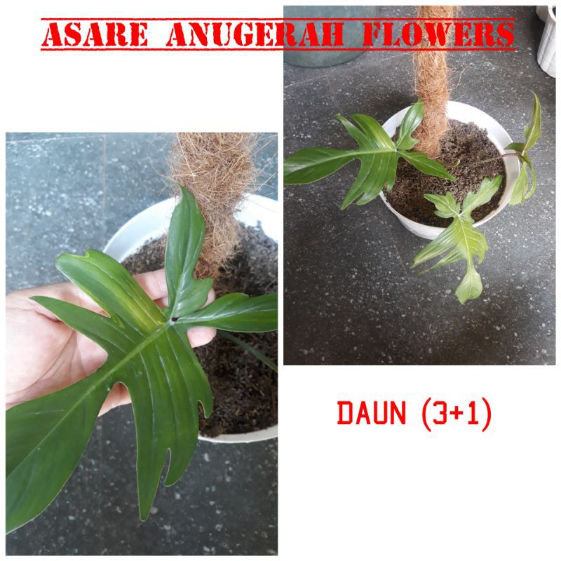 Philodendron Florida Beauty/Flobe (Florida Varigata)