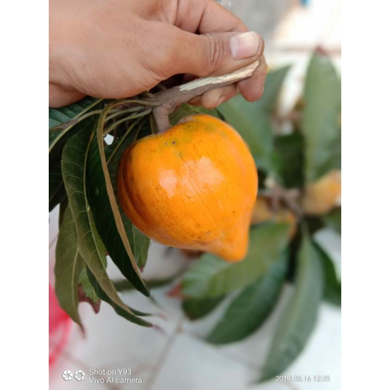 

buah alkesa / sawo mentega / sawo belanda 1kg