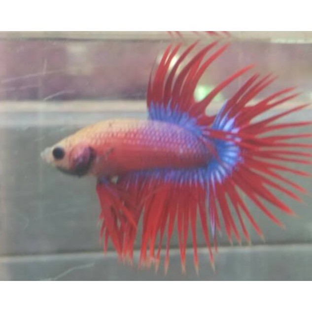 Ikan cupang serit warna