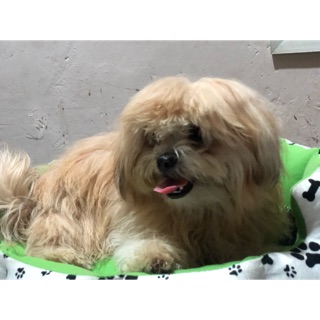 Dijual Anjing Maltese High Quality Shopee Indonesia
