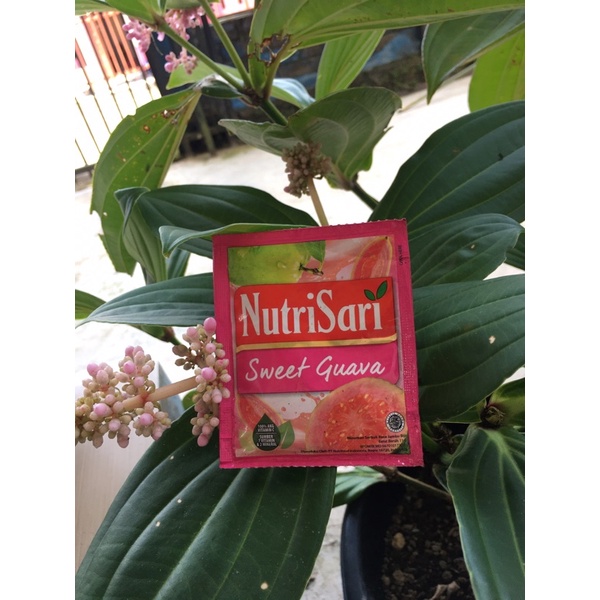 

Nutrisari Jambu Biji