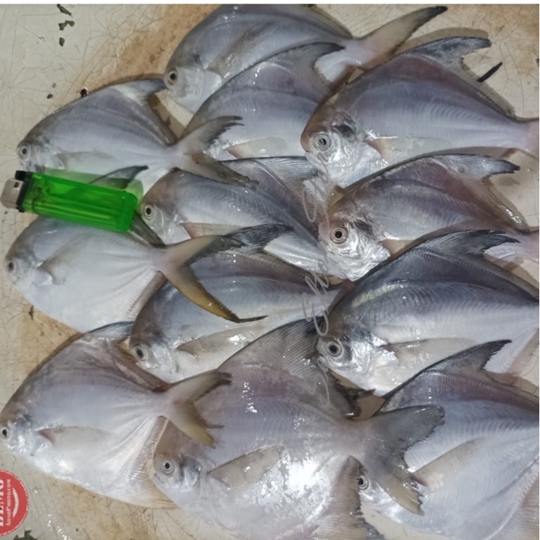 

Ikan Bawal Putih Segar Ikan Segar Bawal Laut