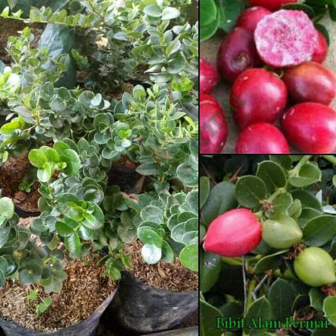 BIBIT TANAMAN BUAH ATAU BAHAN BONSAI NATAL PLUM J3Z