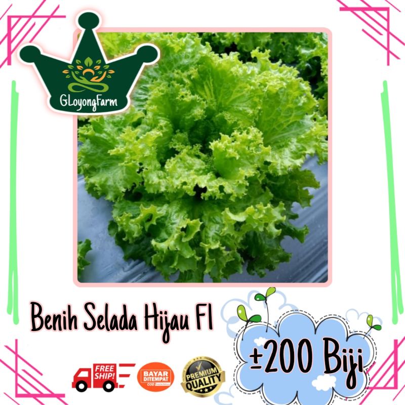 Paket 5 Benih Sayuran Daun 30 Hari Panen Bayam Kangkung Pakcoy Selada Caisim