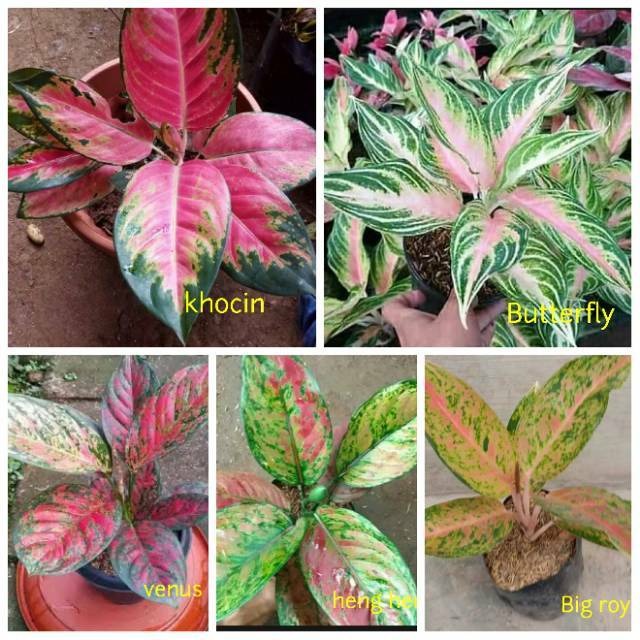 bibit aglonema paket murah