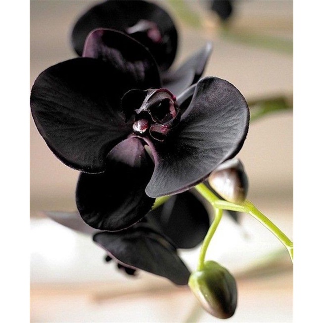 Anggrek dendrobium black papua - tanaman hidup - bunga hidup - Bunga Hias Anggrek - Tanaman Hidup - Bunga Hidup