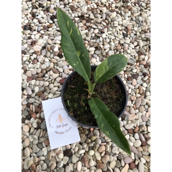 Philodendron Ring Of Fire