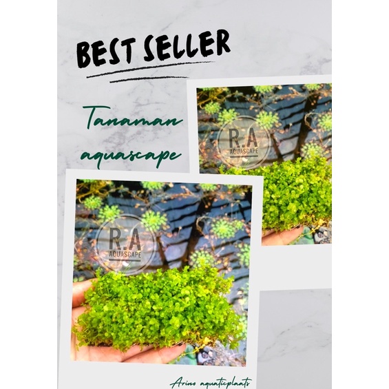 monte carlo tanaman carpet aquascape