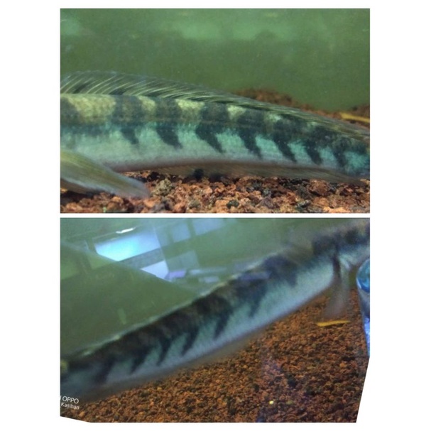 yellow sentarum 8-10cm  bar simet 6/6 7/7 8/8