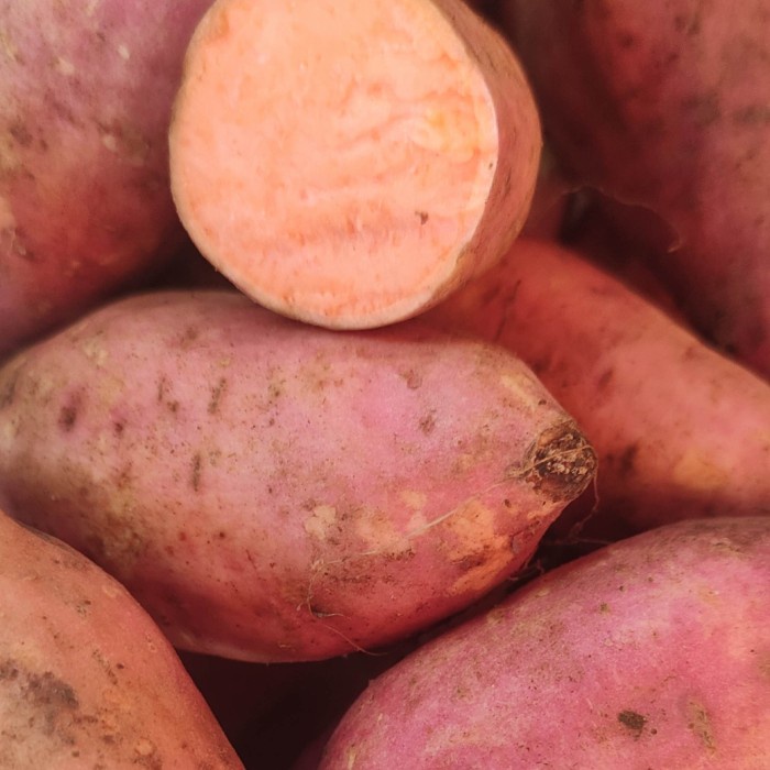 

ubi jalar dalamnya warna orange pasar online makassar