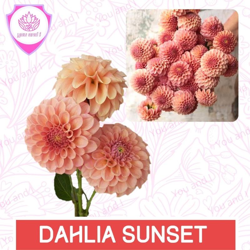 Benih DAHLIA SUNSET - Biji Bibit Bunga