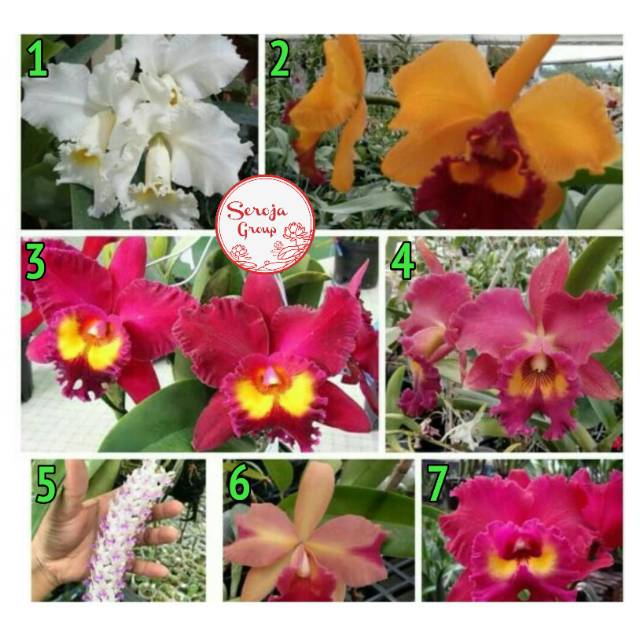 Bibit / Seedling Tanaman Hias Bunga Anggrek Dendrobium Cattleya Hybrid